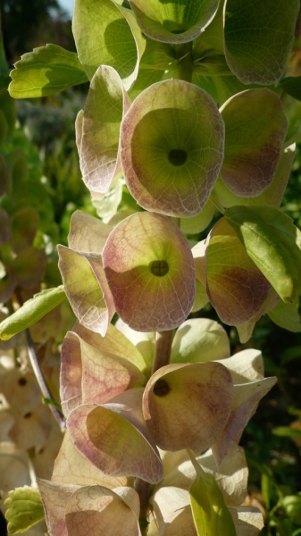 Fichier:Clochette d'irlande-1.jpg