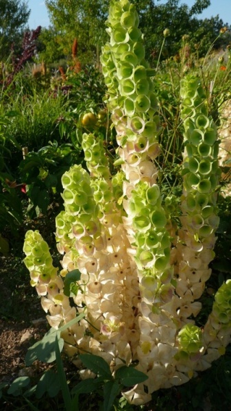 Fichier:Clochette d'irlande.jpg