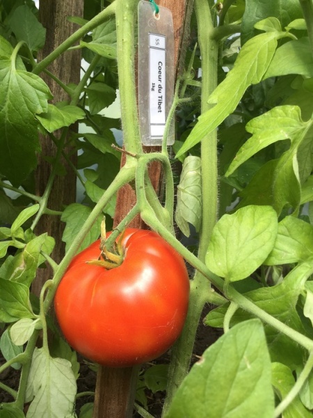 Fichier:Coeur du Tibet-1.jpg