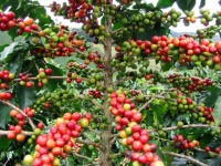 Cofea bengalensis.jpg