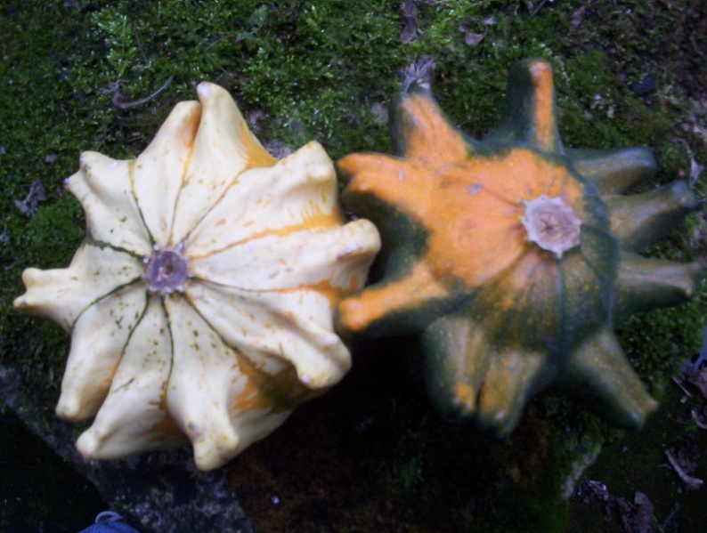 Fichier:Coloquinte - Griffes du Diable.jpg