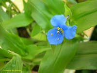 Commeline communis.jpg