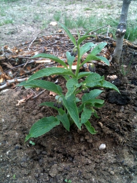 Fichier:Consoude de Russie-1.jpg