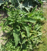 Consoude officinale-1.jpg