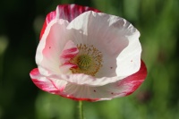 Coquelicot shirley-1.jpg