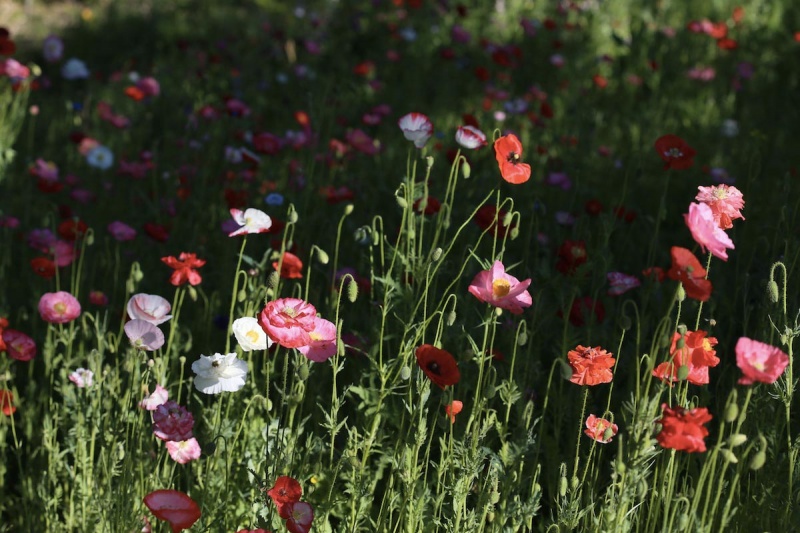 Fichier:Coquelicot shirley-2.jpg