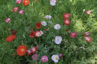 Coquelicot shirley.jpg