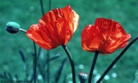 Coquelicot simple rouge-2.jpg