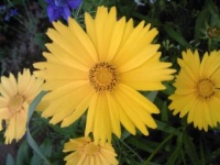 Coreopsis.jpg