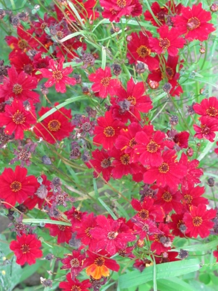 Fichier:Coreopsis 'Ruby Red'.jpg