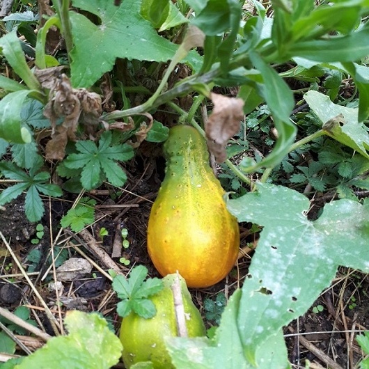 Cornichon Russe.jpg semeur