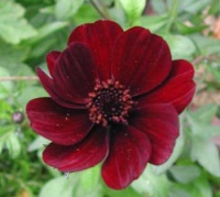 Cosmos Chocolat-1.jpg