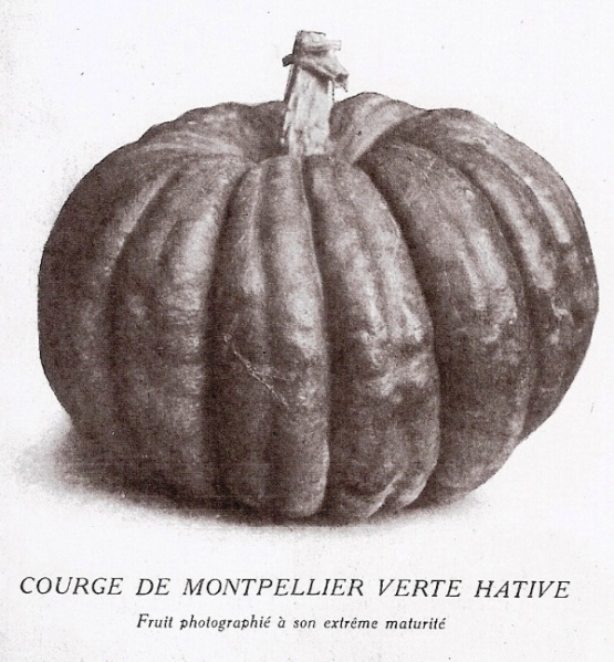 Fichier:Courge de Montpellier-1.jpg