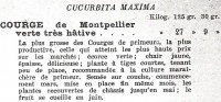 Courge de Montpellier.jpg