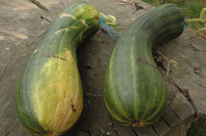 Fichier:Courge musquée mallorca-1.jpg