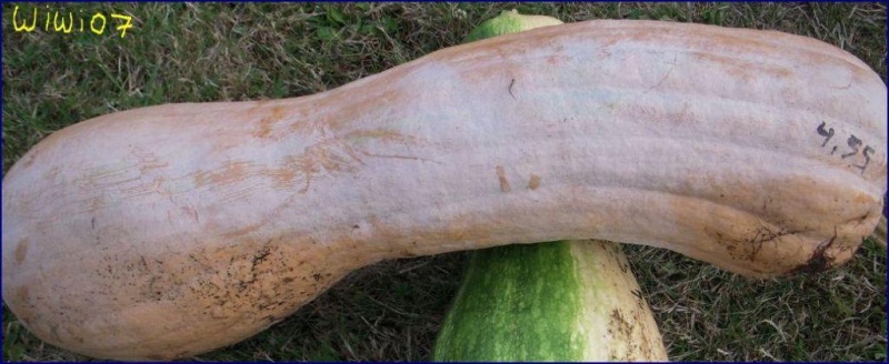 Fichier:Courge musquée mallorca.jpg