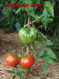 Croatian Heart Mystery.jpg