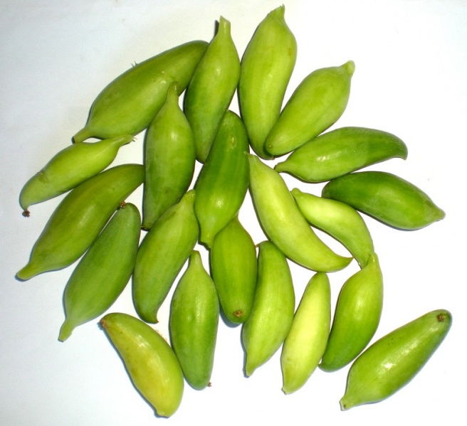 Fichier:Cyclanthère à feuilles digitées-2.jpg