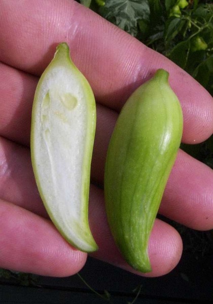 Fichier:Cyclanthera pedata.jpg