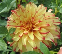 Dahlia Lady Darlene-1.jpg