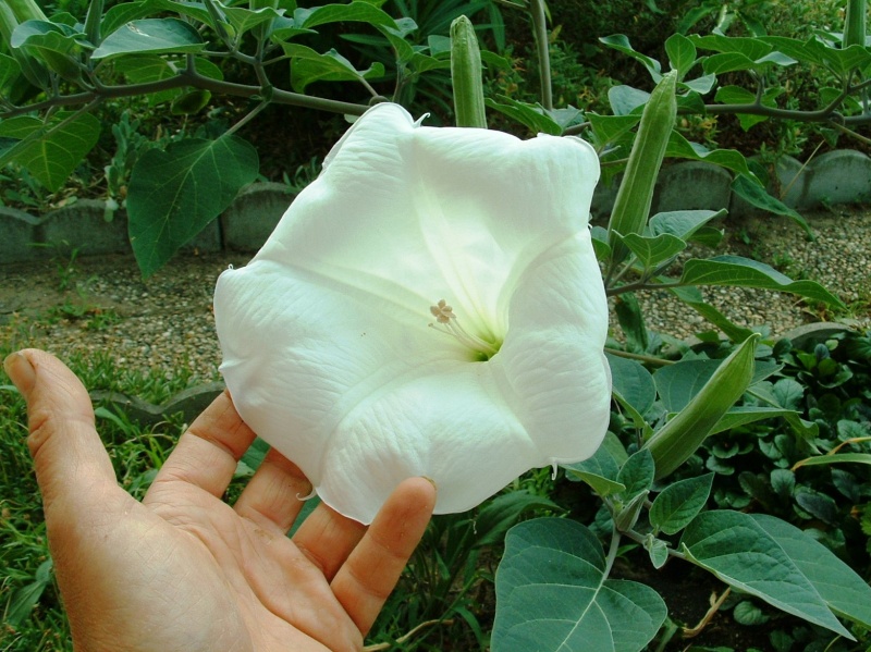 Fichier:Datura metel.jpg