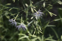 Dianthus superbus.jpg