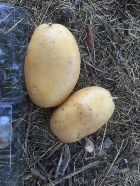 Fichier:Dolwen de Bretagne.jpg