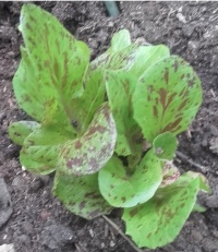 Dubya Dapple Density.jpg