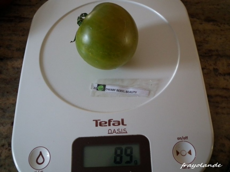 Fichier:Dwarf beryl beauty.jpg