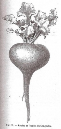 Ecarlate du Kashmyr-1.jpg