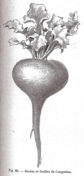 Fichier:Ecarlate du Kashmyr-1.jpg