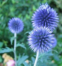 Echinops.jpg
