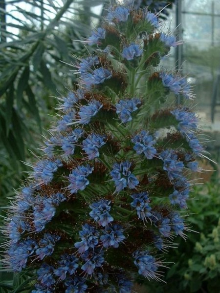 Fichier:Echium pininana.jpg