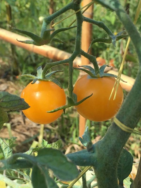 Fichier:Egg Yolk op Δ.jpg