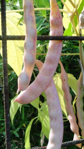 Fichier:Empereur Frédéric-1.jpg