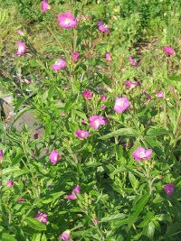 Epilobium hirsutum - épilobe hérissée.jpg