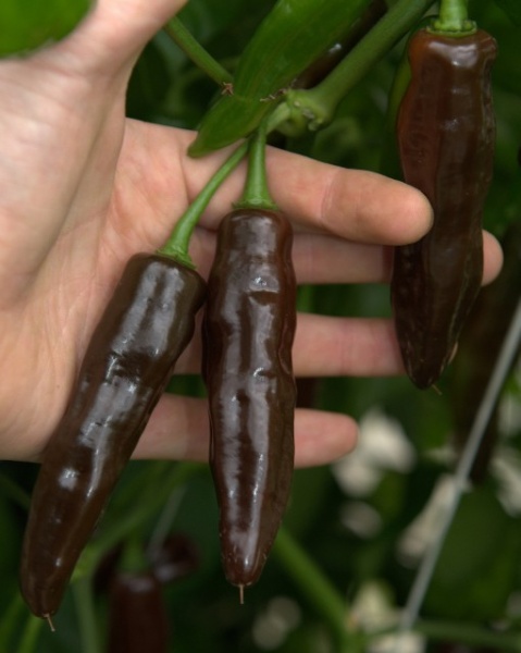 Fichier:Fatalii chocolate-1.jpg