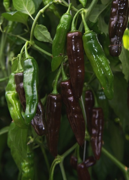 Fichier:Fatalii chocolate.jpg