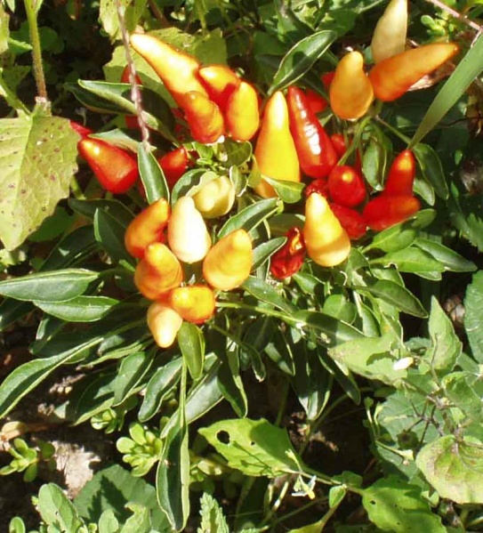 Fichier:Fips 2010 petit.jpg