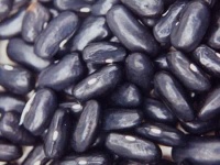 Flageolet à grain noir-1.jpg