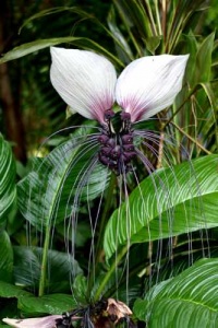Fleur Chauve-souris blanche-1.jpg