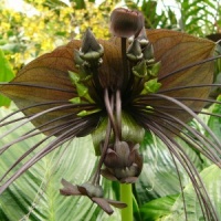 Fleur Chauve-souris noire-1.jpg