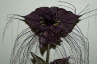 Fleur Chauve-souris noire.jpg