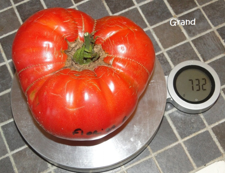 Fichier:Florida Pink OP.jpg