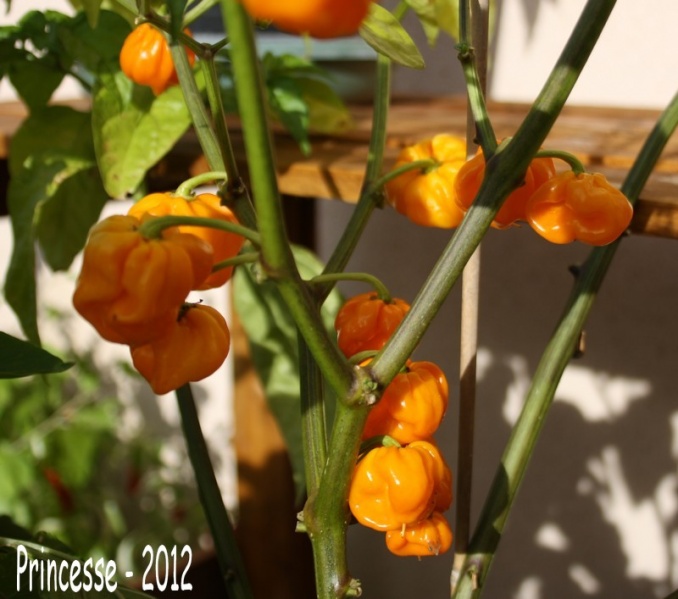 Fichier:Frontera sweet-1.jpg