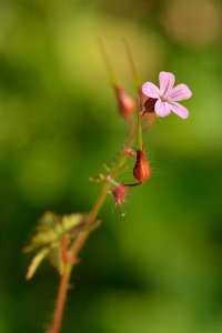 Géranium Herbe à Robert.jpg