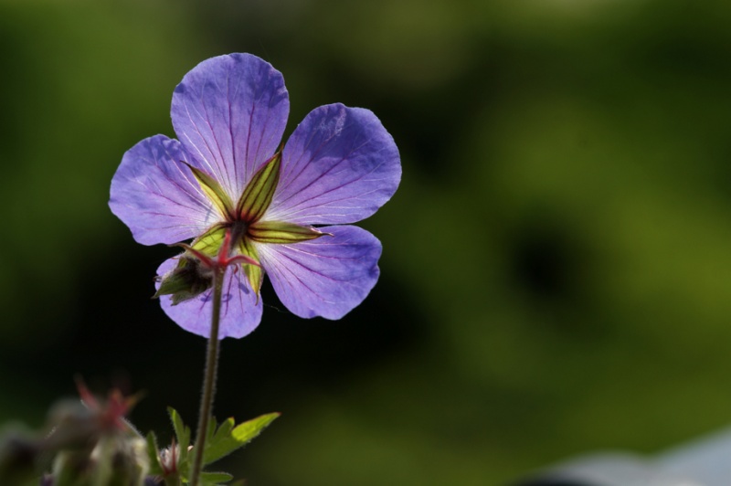 Fichier:Géranium vivace Johnson"s Blue-2.jpg