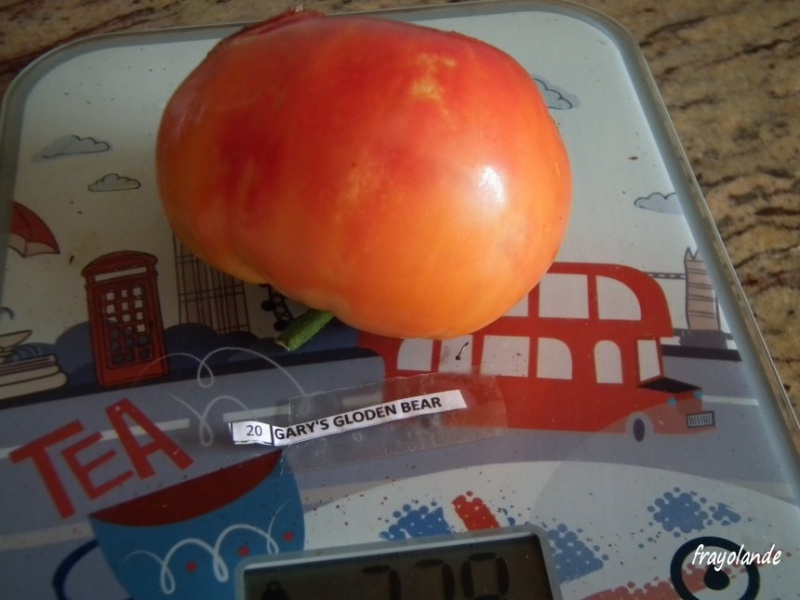 Fichier:GARYs GOLDEN BEAR.jpg