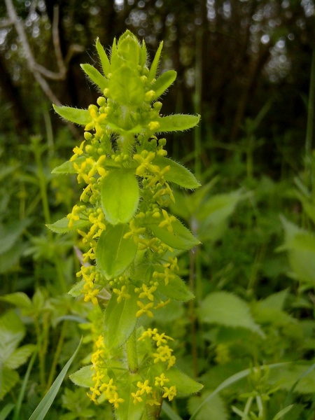 Fichier:Gaillet croisette-1.jpg