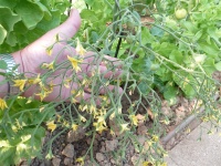 Gardeners Delight orange.jpg